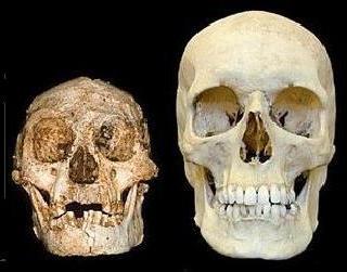 Homo floriensis a confronto con un uomo contemporaneo