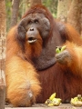 Orango