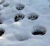 Orme di orso nella neve