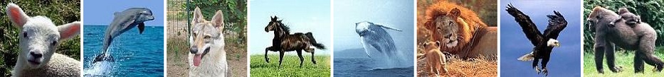Conoscere gli animali: la loro differenza sostanziale dall'uomo