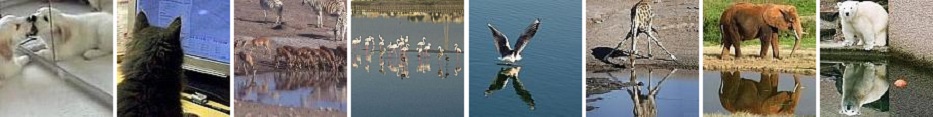Conoscere gli animali: la loro differenza sostanziale dall'uomo