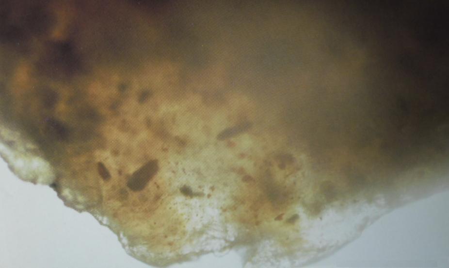 Fotografia al microscopio con 400 ingrandimenti e in controluce su bordo sottile di frammento. Si notano i granuli di ossido di piombo